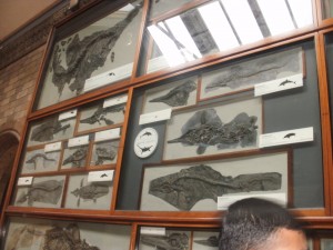 National History Museum